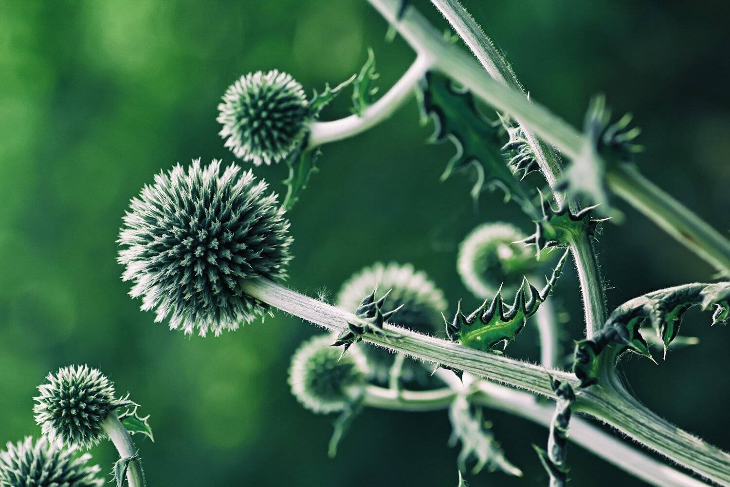 Блики, Колючка, Лист, Трава, Цвет, Цветок, Шар, Юрий Котов