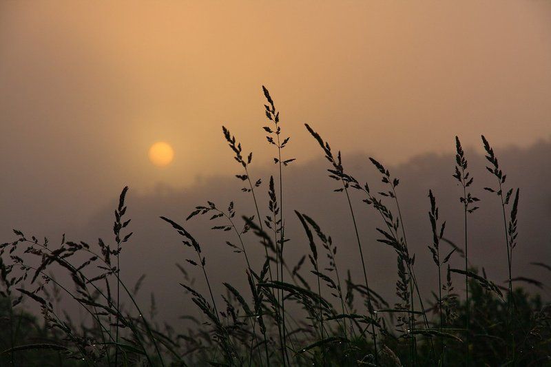 утро, рассвет, солнце, туман, река, Волга Утреннее.. фото превью