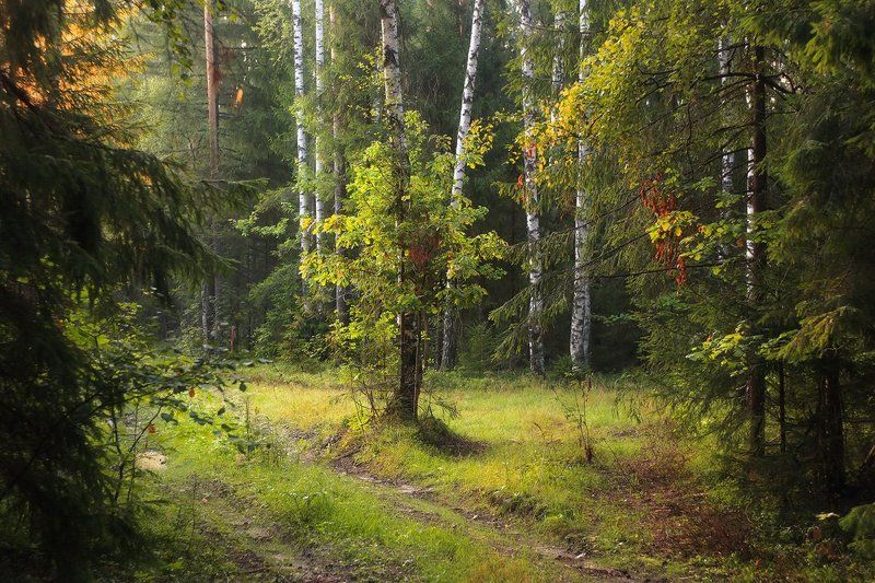 В утреннем свете фото превью
