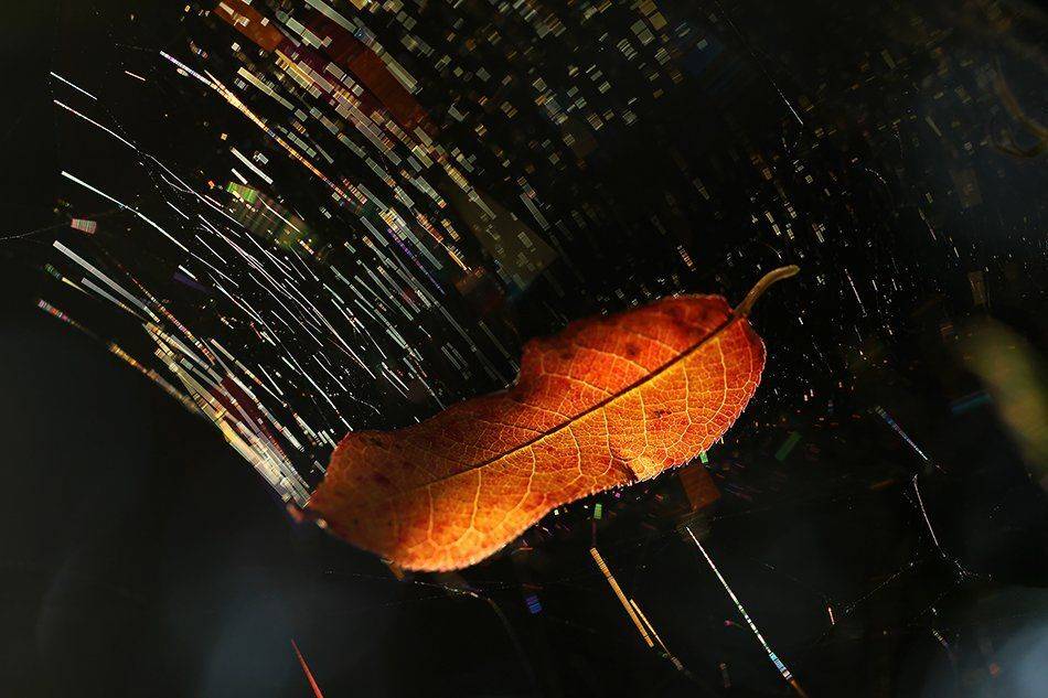 , Иваненко Светлана