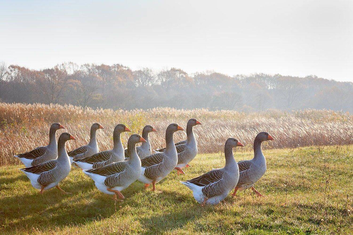 , Юрий Сорокин