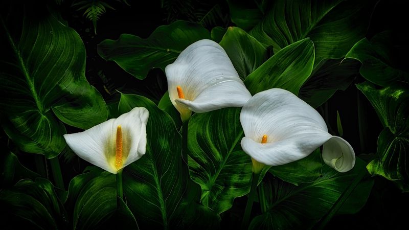 Calla Lily фото превью