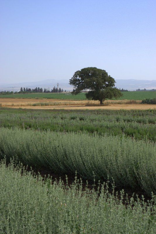 линии, пятна, природа, свет Травы фото превью