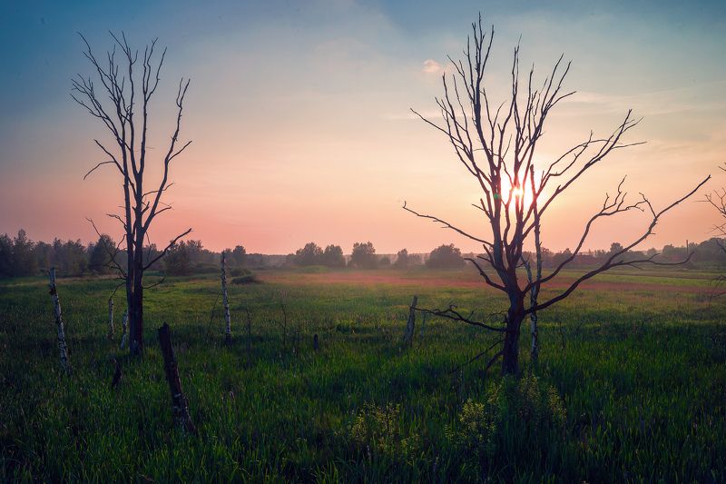 Все болота когда-то были лесами фото превью