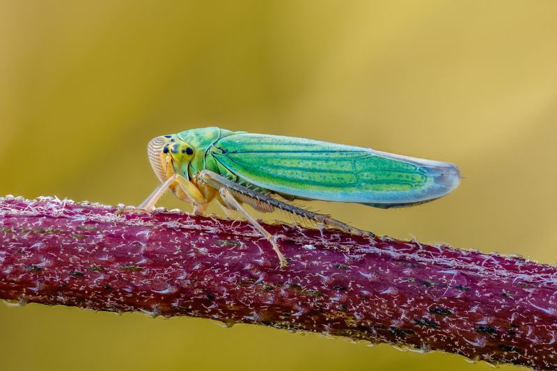 Цикадка фото превью