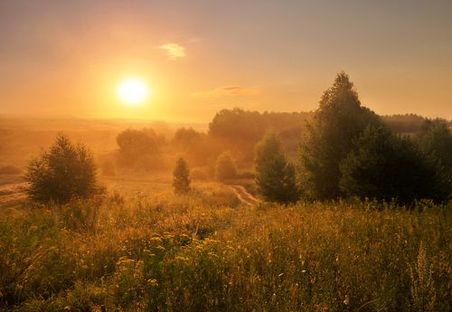 медовые утренние туманы