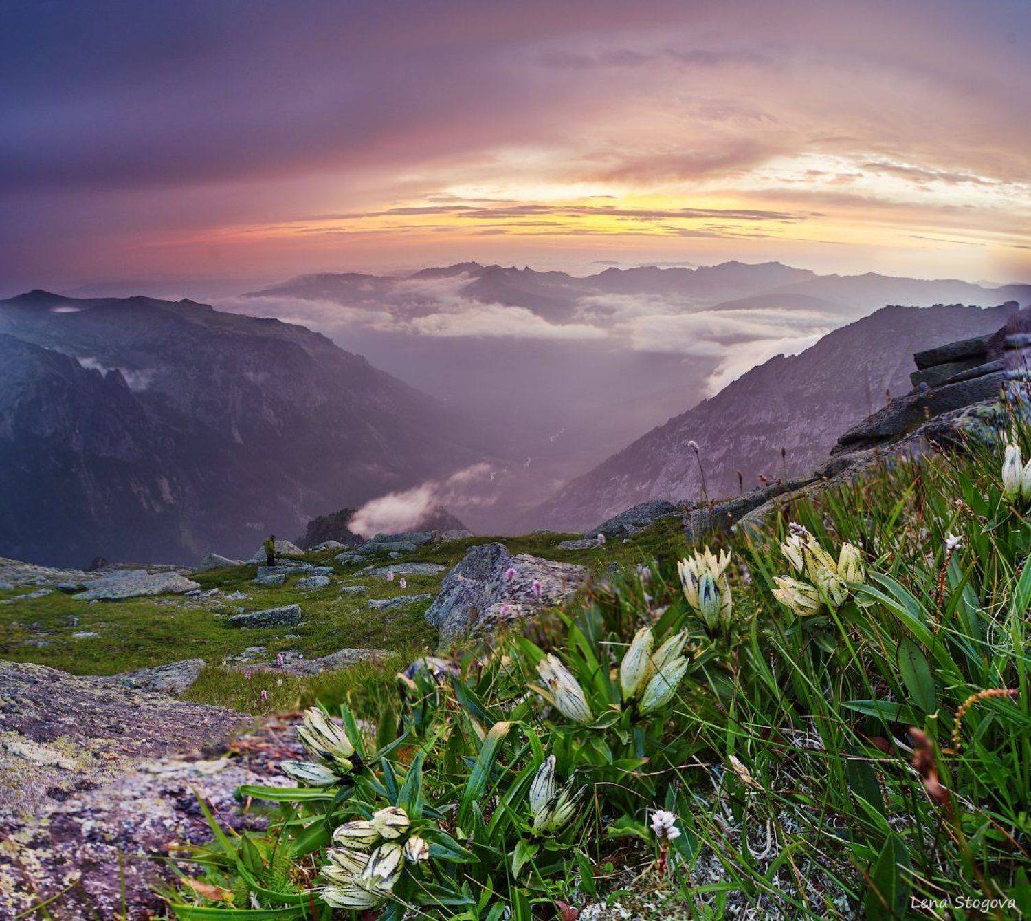 , Лена Стогова