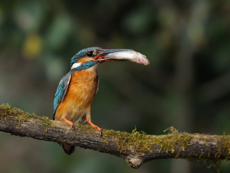 зимородок, kingfisher, р.Урал, п.Янгелька Из жизни зимородков фото превью