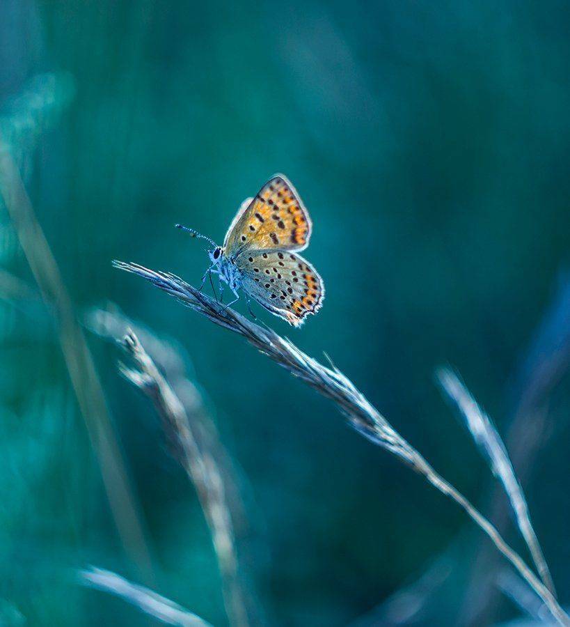 , Pawel Plucinski