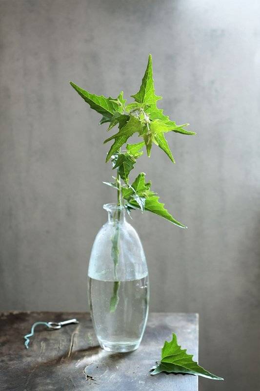 Натюрморт, Курочкина Диана