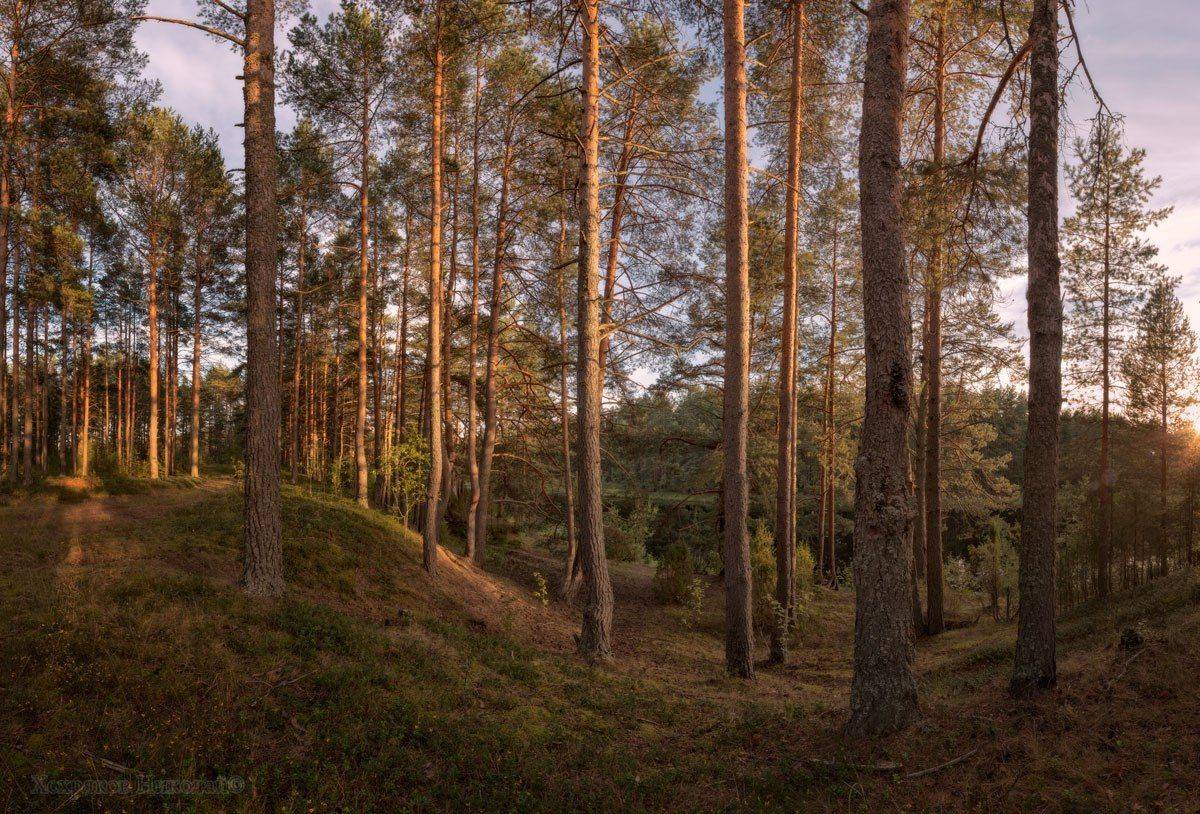 , Хохряков Николай