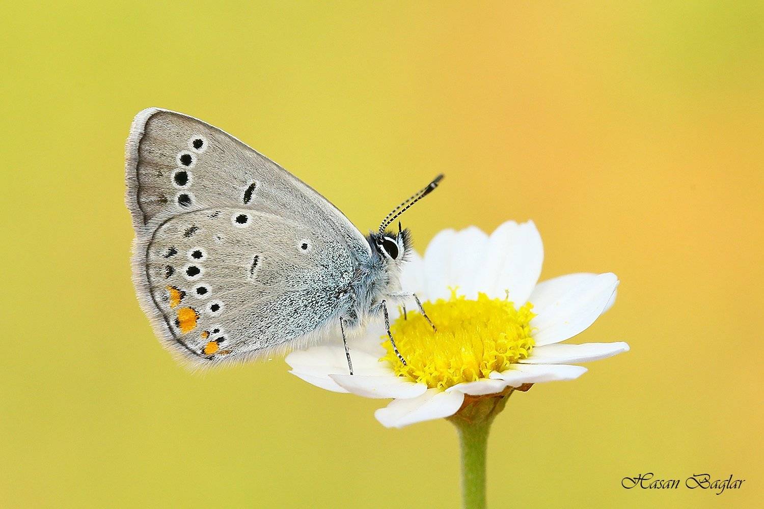 Butterflies, Daisy, Flowers, Hasan Baglar