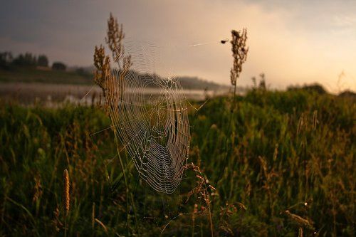Паутина..