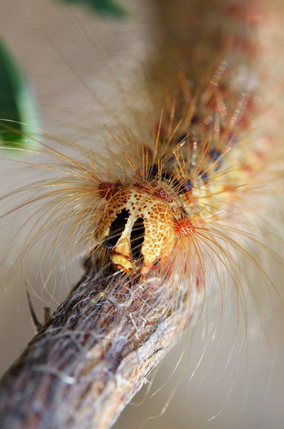 macro. close-up, nature, Эдуард Ким