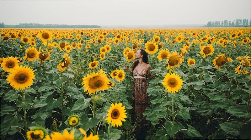 Подсолнухи фото превью