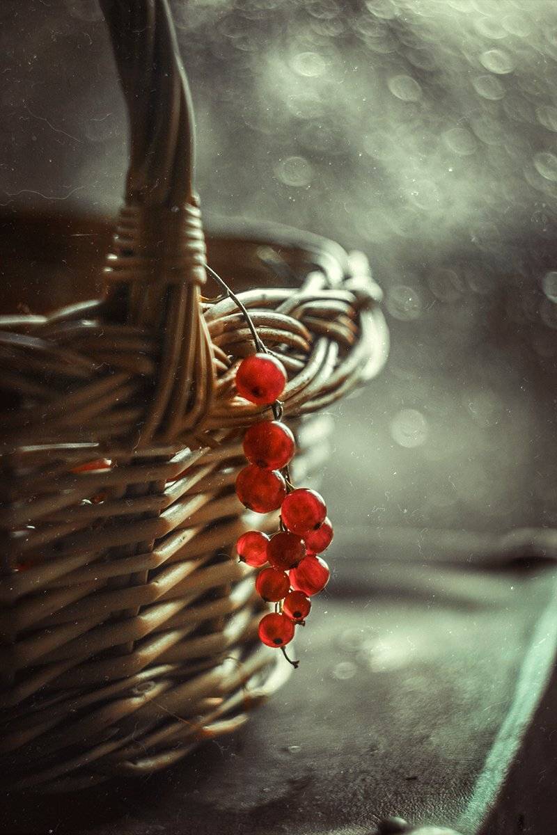 , Svoboda Andreeva