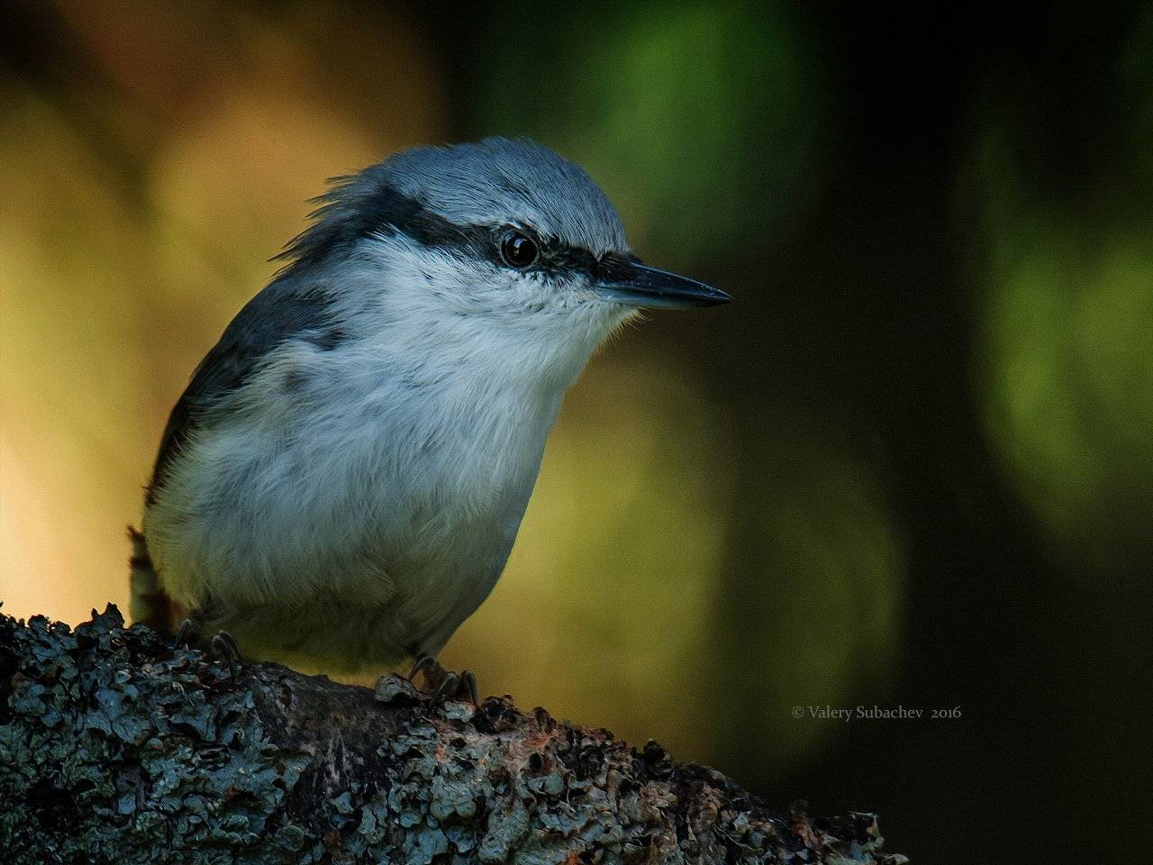 , Валерий Субачев