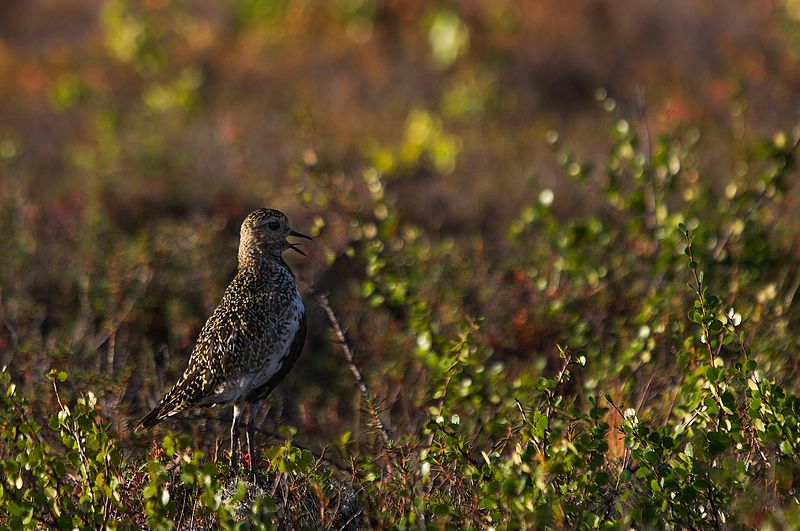 Певец фото превью