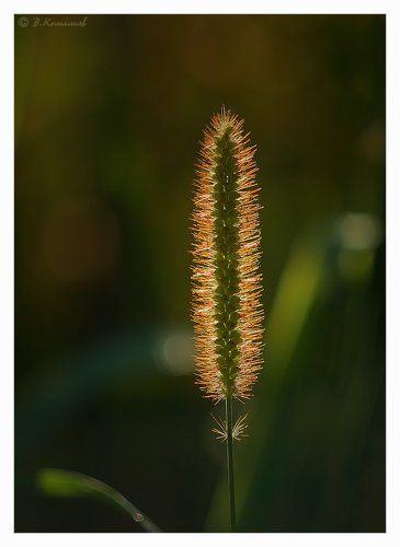 Лето свой торшер включило...