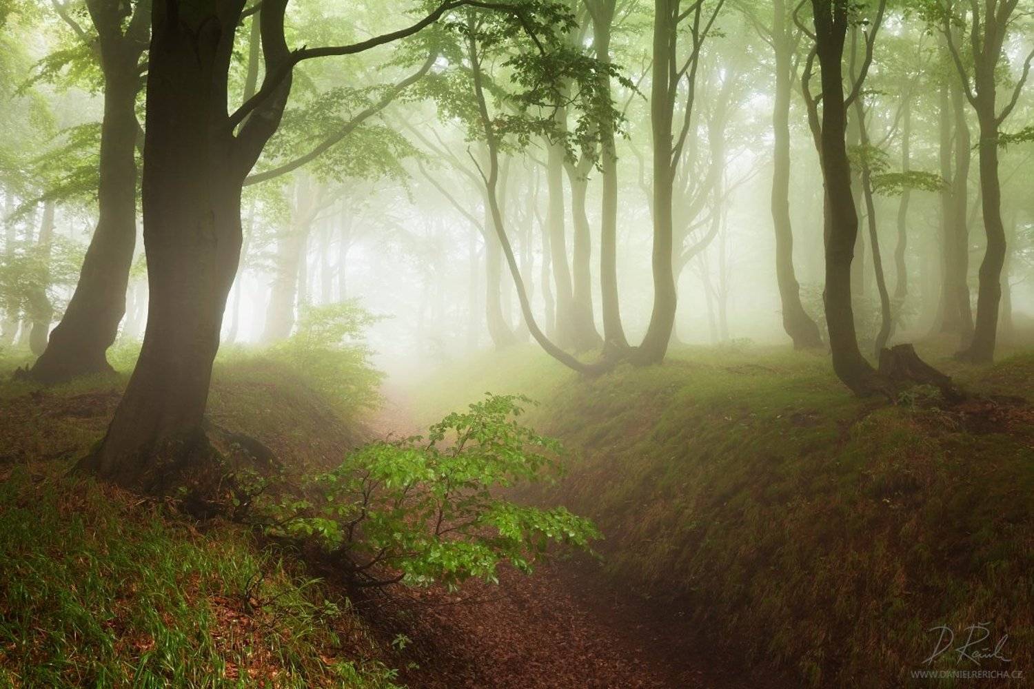 Czech republic, Ore mountains, North Bohemia, Bohemia, Tschechische republik, Erzgebirge, Europe, travel, nature, landscape, mist, fog, summer, summer forest, forest, rain, wet, rainy forest, rainy day, mountains, fine art, foggy, foggy forest, summer col, Daniel Rericha