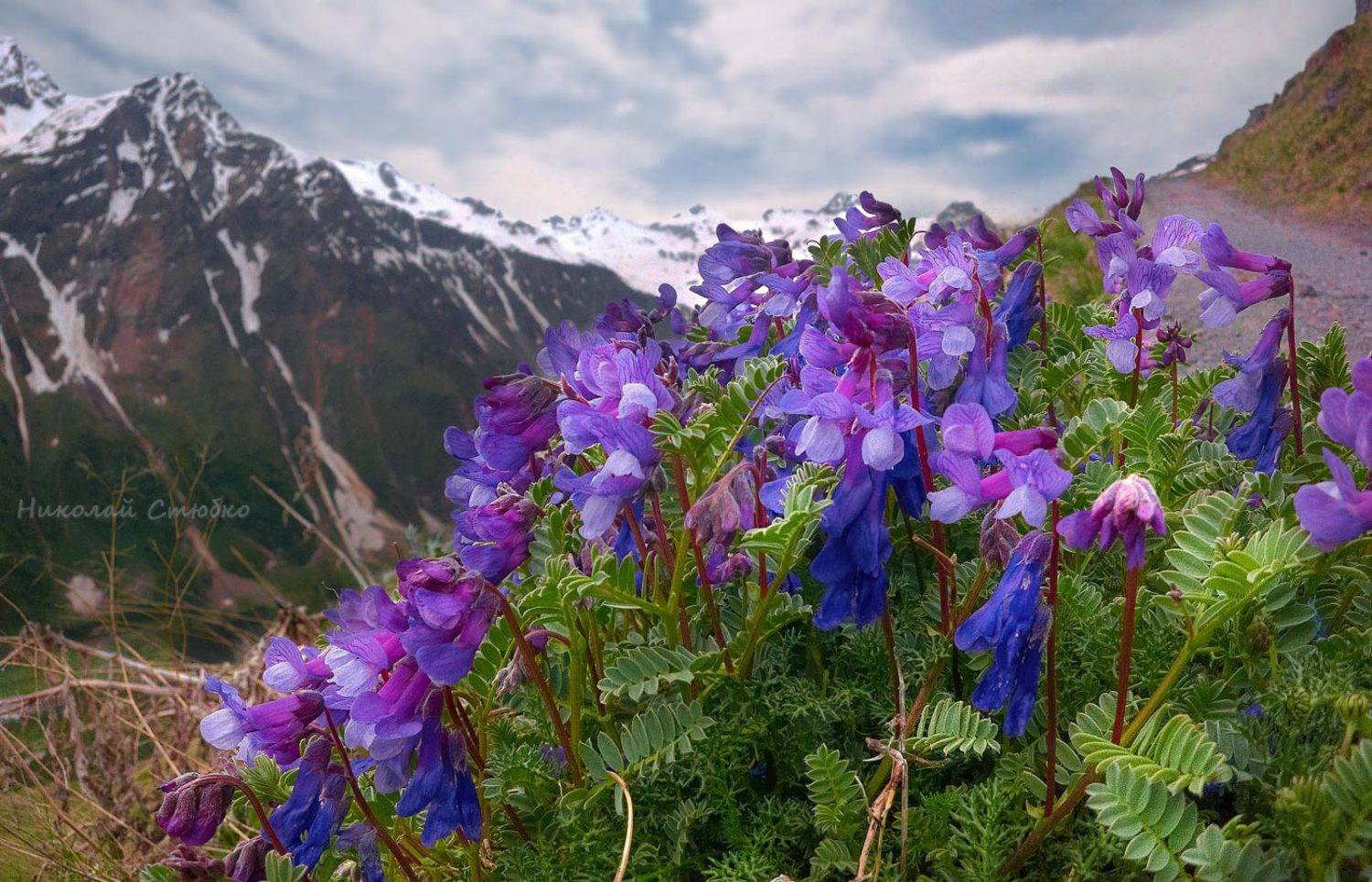 , Николай Стюбко