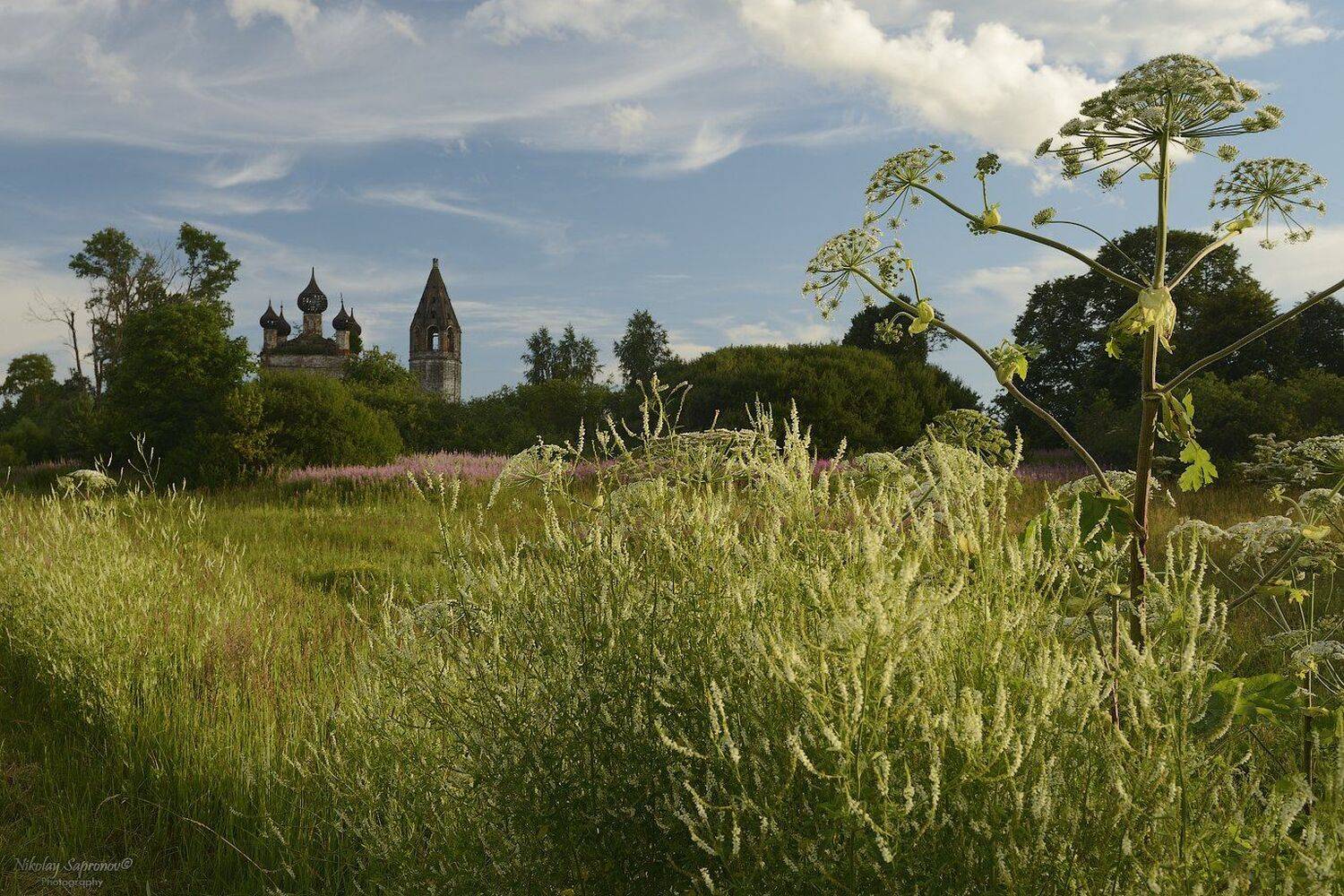 Ивановская область, Борщевик, Зонтичные, Растения, Цветы, Храмы, Церкви, Лето, Николай Сапронов