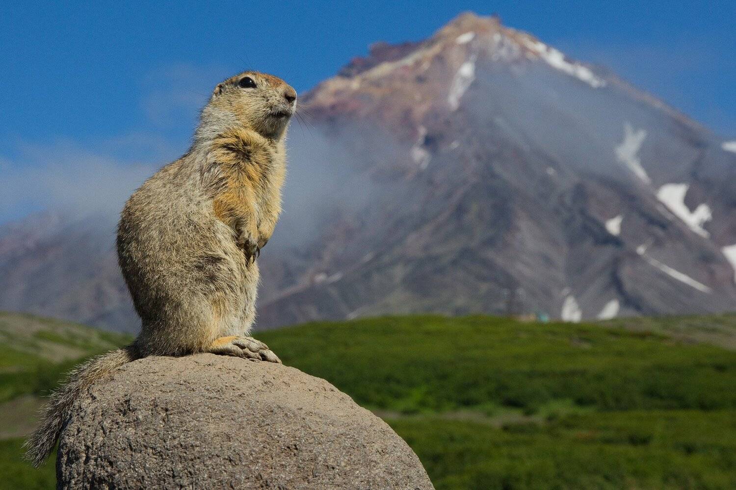 Вулкан, суслик, горы, камчатка, Слащилина Нина