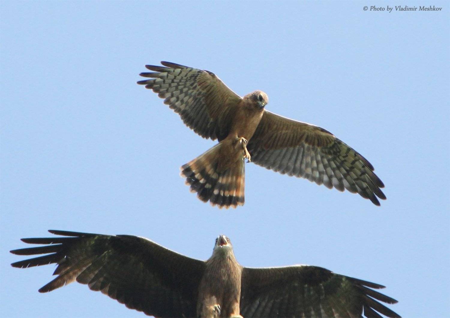 , &copy; =Vladimir Meshkov=