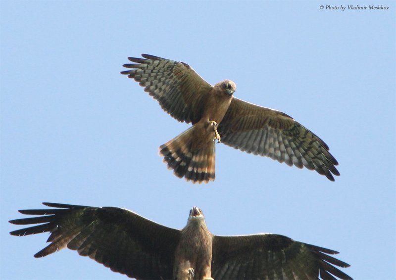Высший пилотаж высоко в небе. Самки. Стычка на границе. фото превью