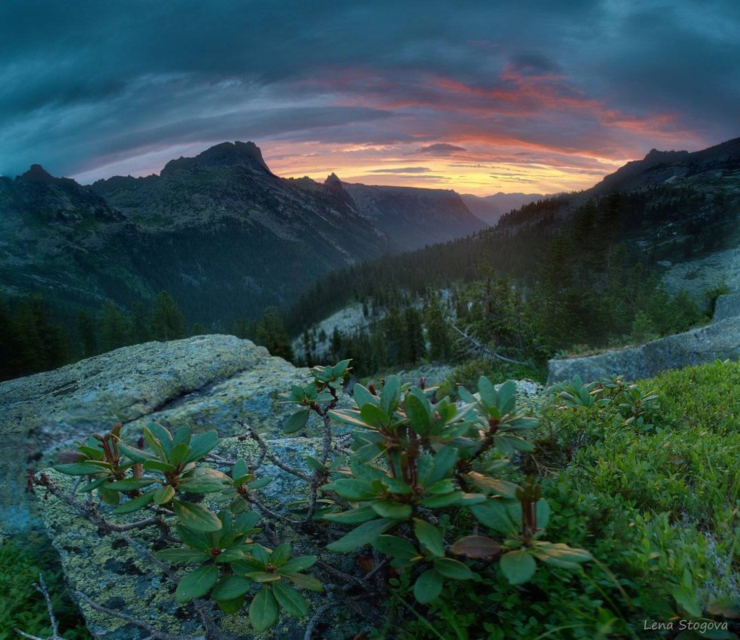 , Лена Стогова