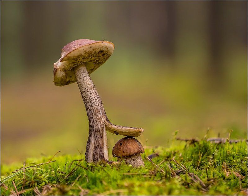 Мал ты еще со мной тягаться)) фото превью