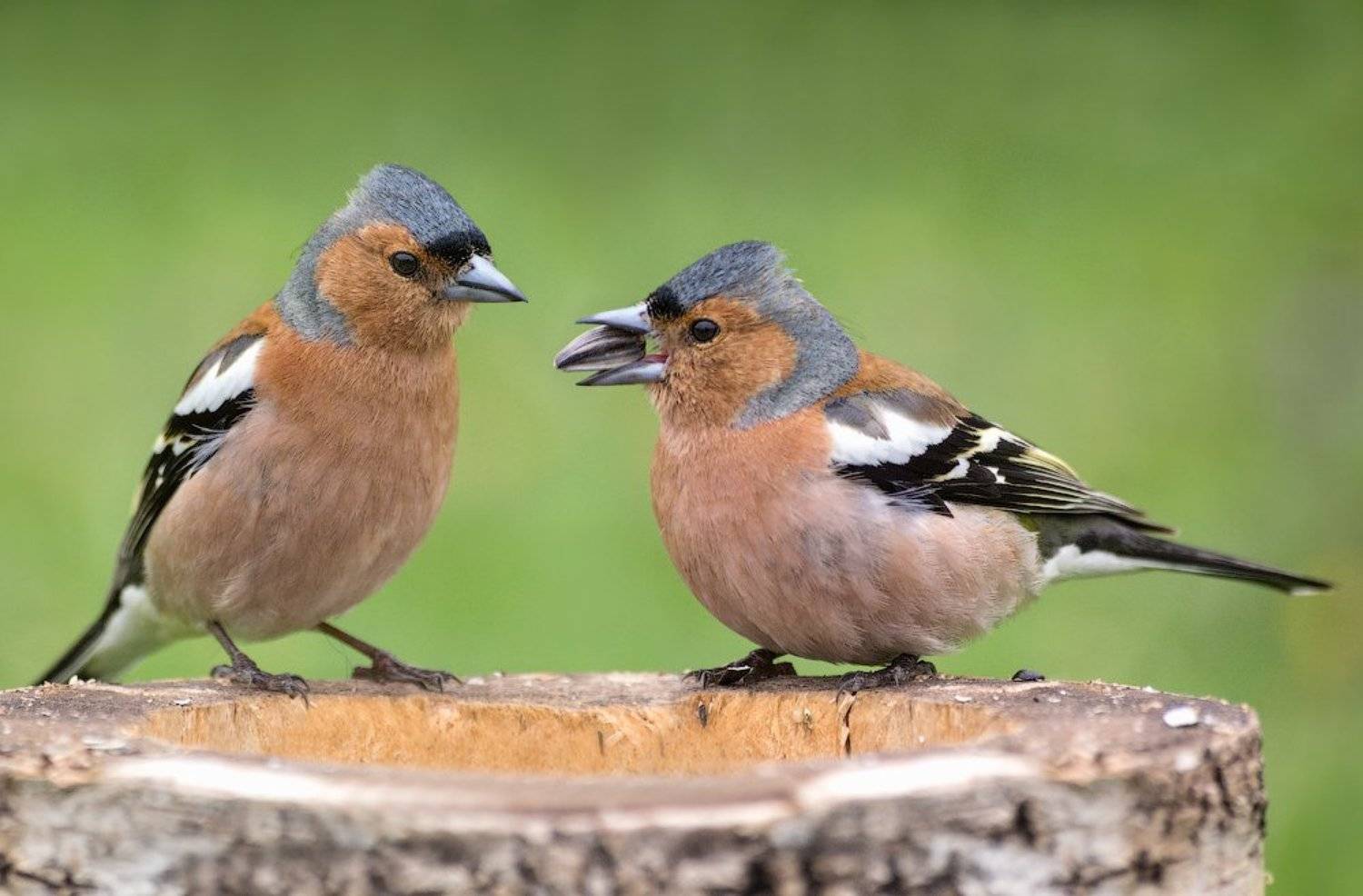 , Ирина Фурашова