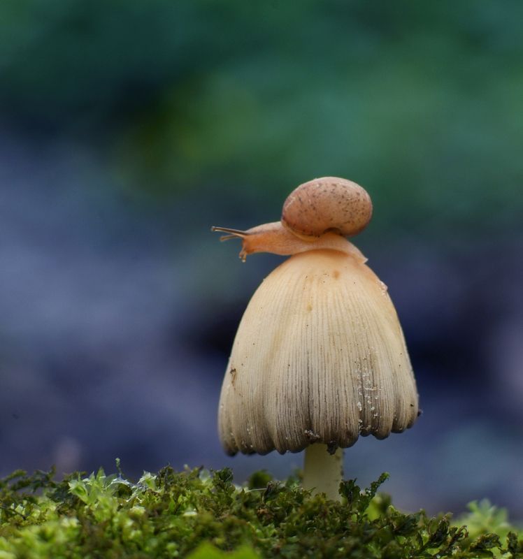 Про улитку фото превью