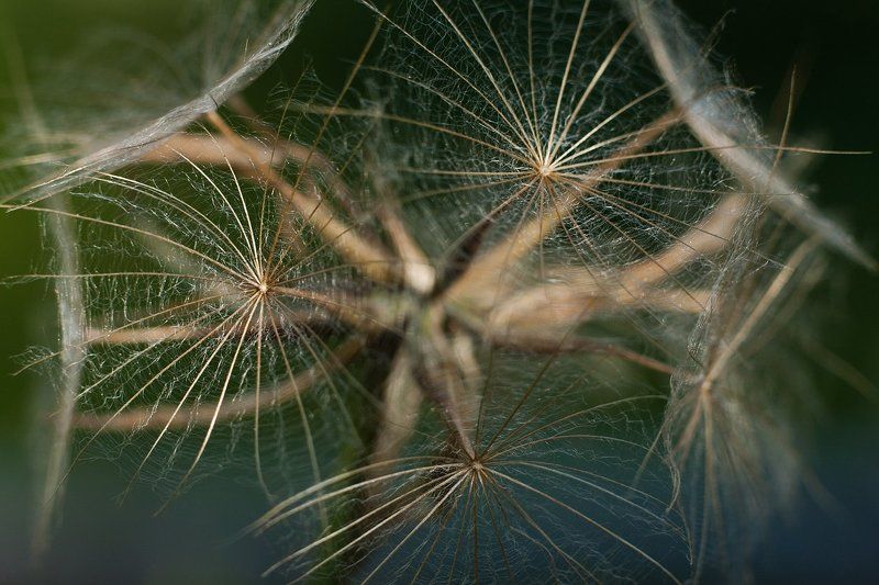 пушинки Жить-умереть-возродиться.. фото превью