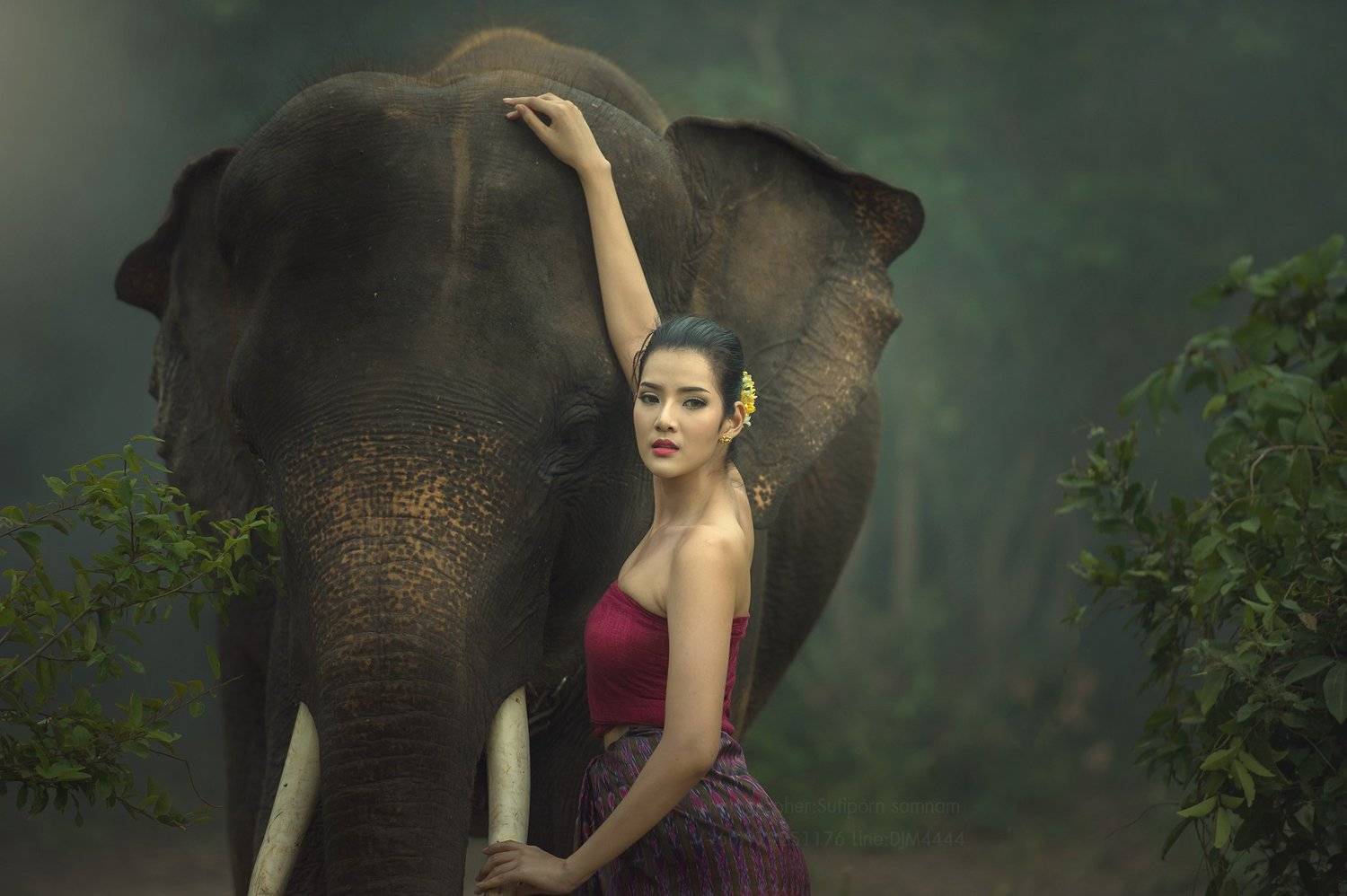 portrait,elephat,asia,cambodia,thai,wildlife,, SUTIPORN SOMNAM