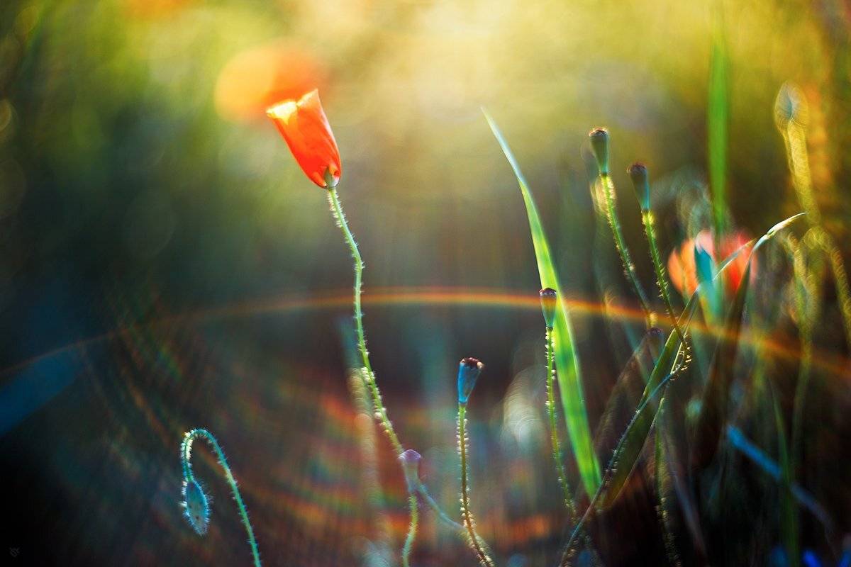 flora, nature, flower, red, oppy seed, мак, Wojciech Grzanka