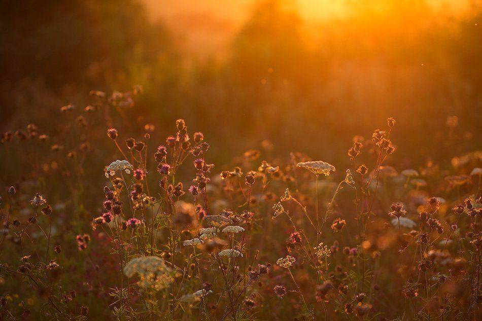 , Иваненко Светлана