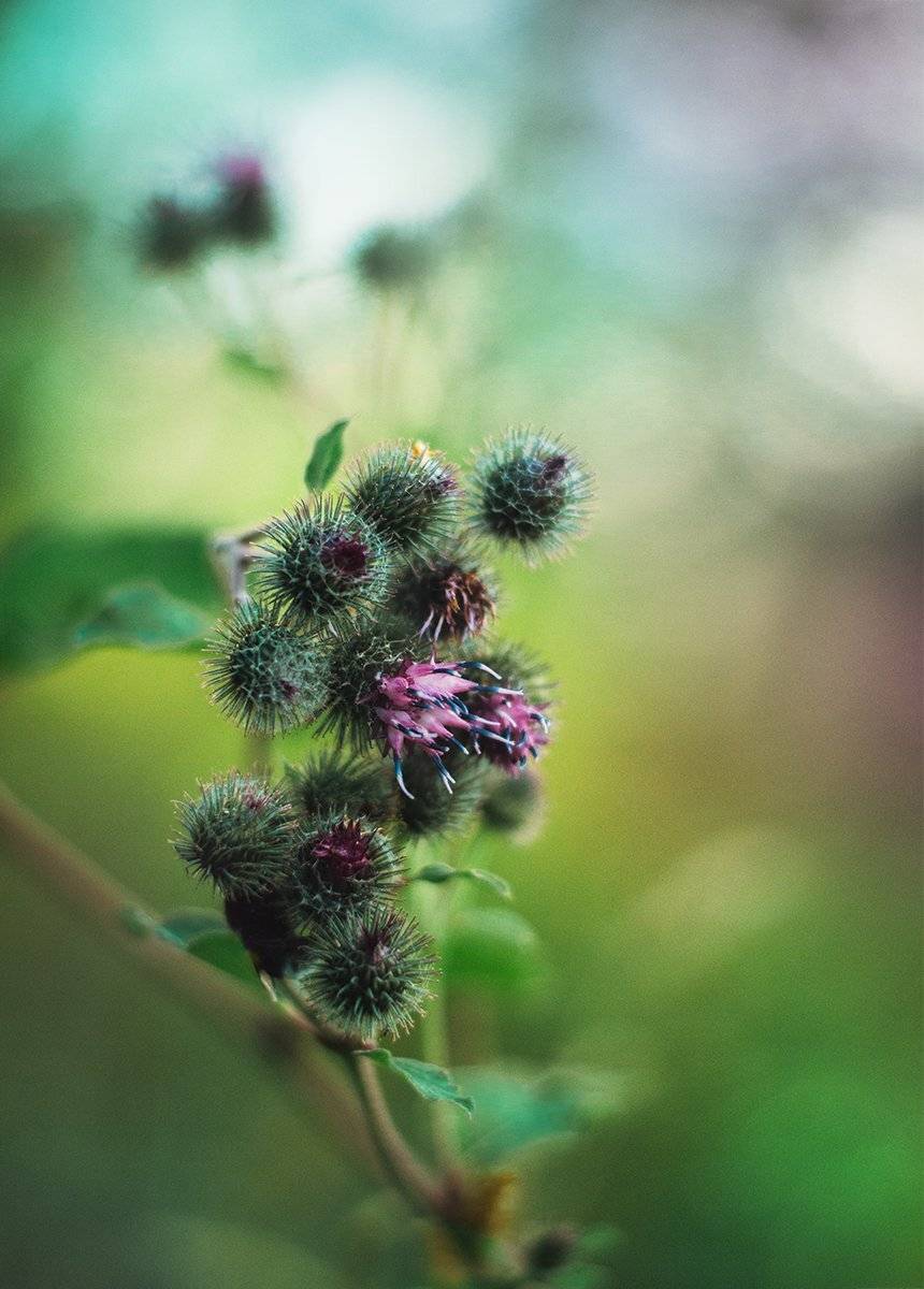 Анна чернякова, Калючка, Лето, Макро, Макромир, Макросъемка, Чернякова Анна