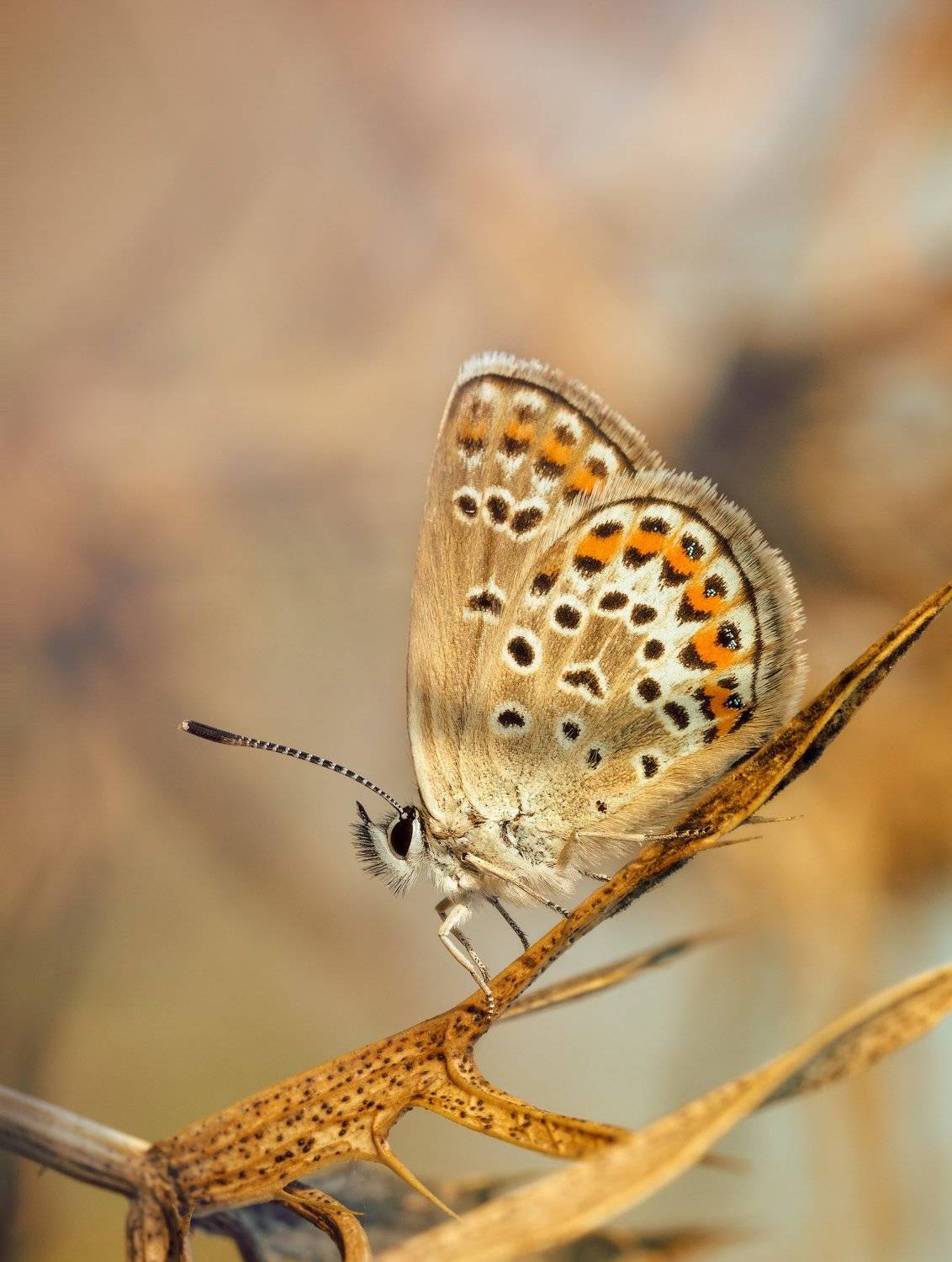 , Эльдар Гуртуев