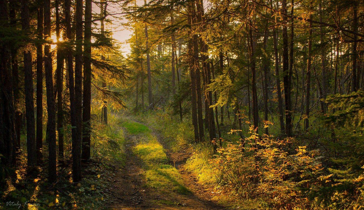 , Виталий Курин