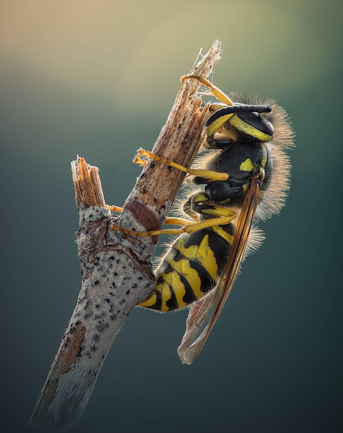 wasp, hornet, bee, macro, morning, Atul Saluja
