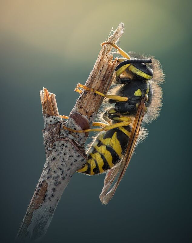wasp, hornet, bee, macro, morning Morning blues фото превью