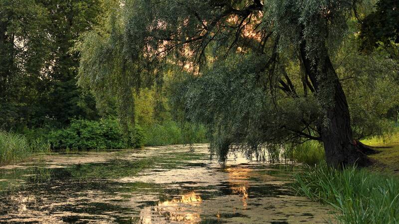 лето, парк, пруд, деревья, кусты, трава В старом парке... фото превью