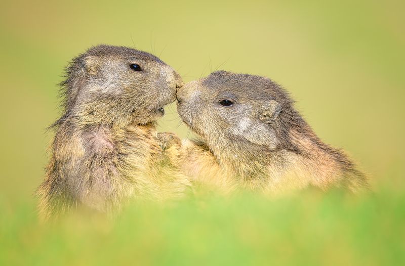 Give me a kiss фото превью