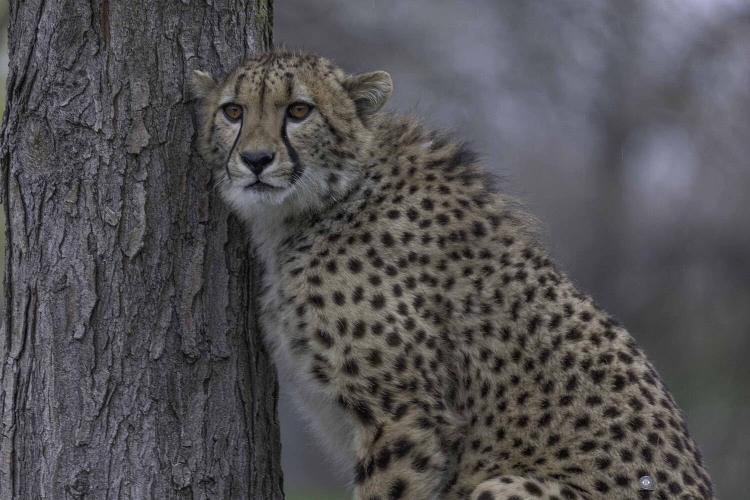 Cheetah. Автор: Ali Pashang , Ali Pashang