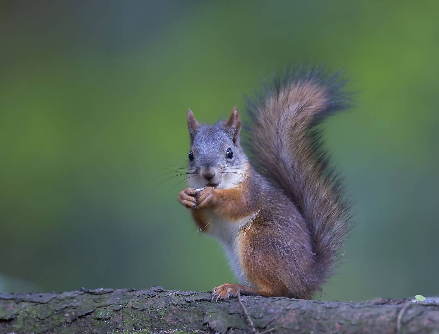 белка, малыш, лес, природа, красота, squirrel, beautiful, forest, nature, Стукалова Юлия