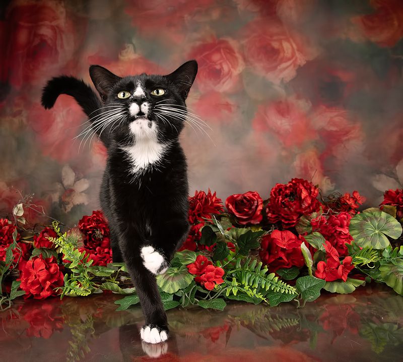 кот, котенок, cat, kitten, black cat, black kitten, домашнии питомцы, studio, black Black Kitten, Timka - Чёрный котенок в Красоте фото превью