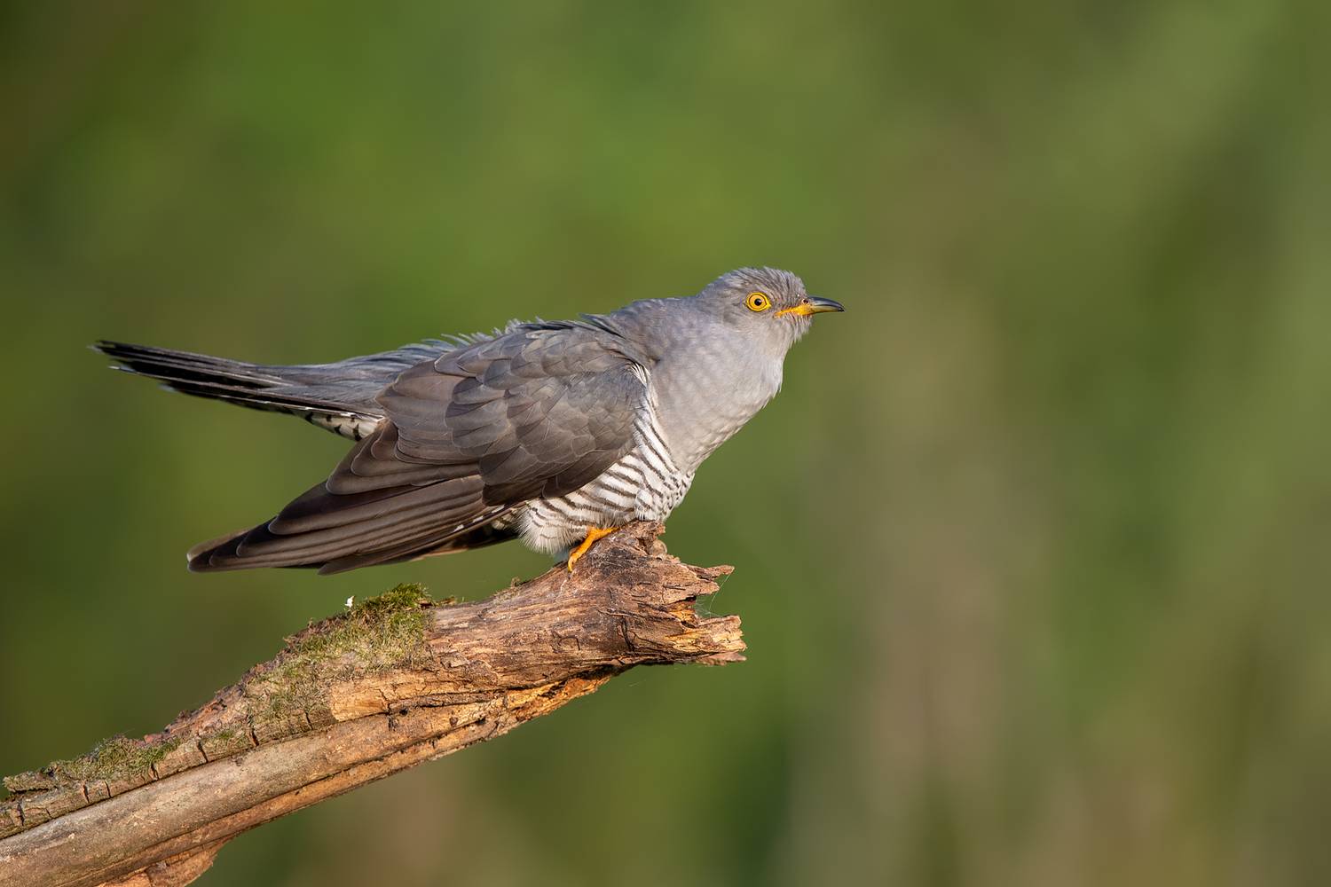common cuckoo, cuckoo, cuculus canorus, bird, wild bird, wildlife, wildlife photography, bird photography, migratory bird, perched bird, branch, profile, yellow eye, grey plumage, forest bird, woodland, nature, natural habitat, green background, copy spac, Damian Kwasek
