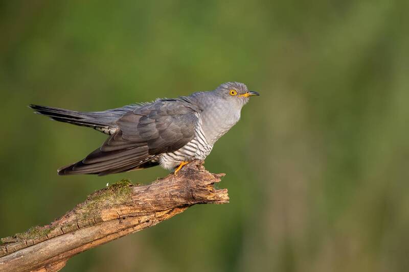 common cuckoo, cuckoo, cuculus canorus, bird, wild bird, wildlife, wildlife photography, bird photography, migratory bird, perched bird, branch, profile, yellow eye, grey plumage, forest bird, woodland, nature, natural habitat, green background, copy spac Common Cuckoo on Sunlit Branch фото превью