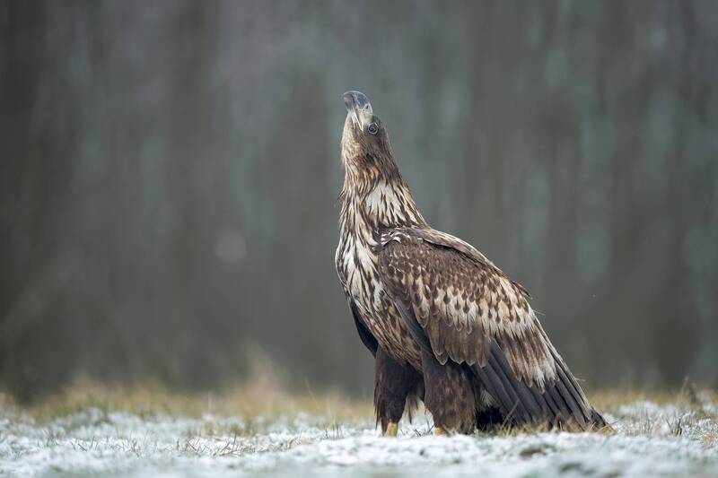 white-tailed eagle, juvenile white-tailed eagle, haliaeetus albicilla, eagle, bird of prey, raptor, juvenile eagle, young eagle, wildlife, wildlife photography, bird photography, predator, winter, snow, snowy ground, forest, looking up, alert, majestic, n Young White-tailed Eagle Looking Skyward фото превью